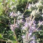 Salvia leucophylla Blüte