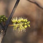 Combretum adenogonium Flower