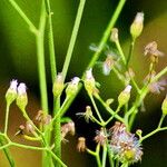 Cyanthillium cinereum Flower