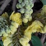 Berberis bealei Blüte