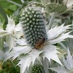 Eryngium giganteum Blüte