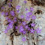 Githopsis pulchella Flower