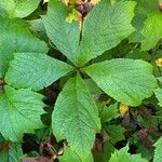 Rodgersia podophylla Blad