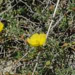 Fumana procumbens Çiçek