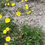 Potentilla delphinensis Habit