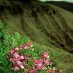 Vicia cusnae Annet