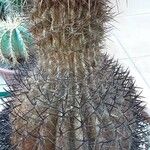 Ferocactus pilosus Агульны выгляд