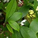 Tabernaemontana pandacaqui Leaf