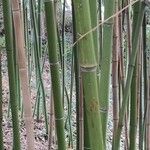 Phyllostachys viridiglaucescens Corteza