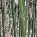 Phyllostachys viridiglaucescens خشب