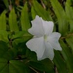 Thunbergia laevis ᱵᱟᱦᱟ