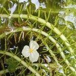 Elodea densa 花