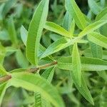 Aloysia citriodora Blad