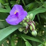 Tradescantia × andersoniana Flower