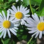 Leucanthemum vulgare 花