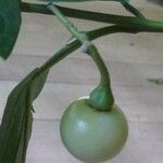 Solanum leucocarpon Фрукт