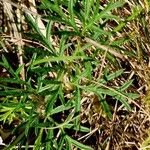 Pulsatilla montana Blad