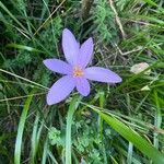 Crocus autumnalis Floare