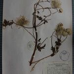 Clematis brevipes Otro