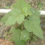 Passiflora foetida List