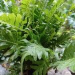 Polypodium cambricum পাতা