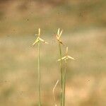 Carex pauciflora Λουλούδι