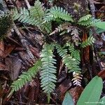 Ctenopterella lasiostipes Leaf