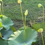 Nelumbo nucifera 葉