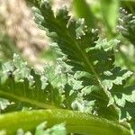 Pedicularis rostratospicata 葉