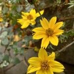 Bidens bipinnata Flower