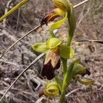 Ophrys lupercalis Kvet