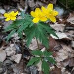 Anemonoides ranunculoides ശീലം