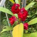 Impatiens balsaminaFlower