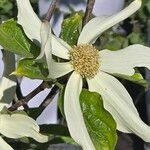 Cornus nuttallii Blomst