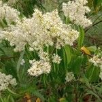 Miconia minutiflora Цветок