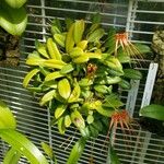 Bulbophyllum pecten-veneris Natur