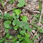 Dichondra carolinensis পাতা