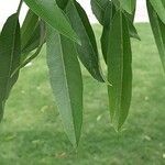 Quercus myrsinifolia Leaf