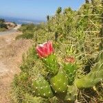 Austrocylindropuntia subulataFlors