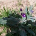 Anchusa undulataFloare