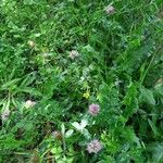 Trifolium pratense عادت داشتن