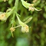 Liparis suborbicularis Flor