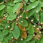 Amelanchier canadensis Fruit