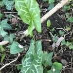 Arum italicum x Arum maculatum Hoja