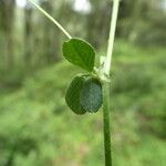 Medicago lupulina ഇല