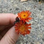 Pilosella aurantiaca Kwiat