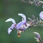 Brillantaisia owariensis 花