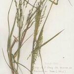 Panicum dichotomiflorum Агульны выгляд