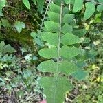 Sonchus gummifer Leaf