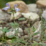 Salvia africana-caerulea Leaf